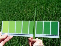 12-rice-leaf-color-chart.jpg