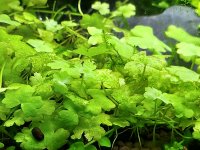 Hydrocotyle Tripartita.jpg