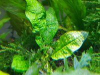 Java Fern (not trident).jpg