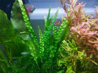 Java Fern (trident).jpg