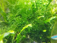 Java Moss.jpg