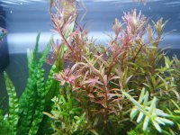 Rotala Colorata 2.jpg