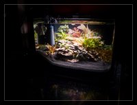 Dennerle Nano Scapers Tank..jpg 2.jpg