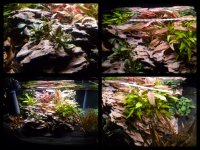 Dennerle Nano Scapers Tank..Collage 2.jpg