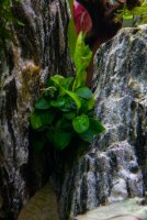 27th September- Anubias nana Bonsai_IMGP6601.jpg