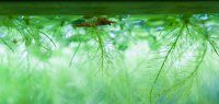 16th October Cherry Shrimp in the Pistia_IMGP6726.jpg