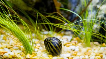 16th October - Zebra Nerite_IMGP6728.jpg