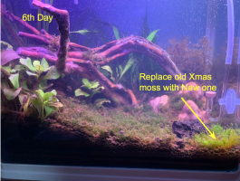 My aquarium plant are not growing, and start dying!