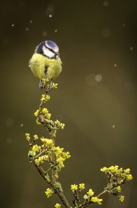 Blue Tit Matlock.jpg