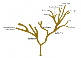 fig2-4-phylotreealgae-png.png