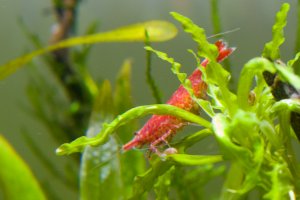 7217 - 03-December Berried Shrimp.jpg