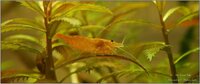 neocaridina_davidi_orange26_900_rszt1407294213.jpg