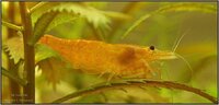 neocaridina_davidi_orange27_900_rszt14072dc712.jpg