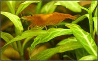 neocaridina_davidi_orange32_900_rszt14082e99e3.jpg