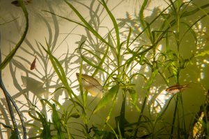 7340 - 17-December Pearl Gourami in the Sun.jpg