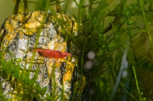 7296 - 17-December Shrimp Sunbathing.jpg