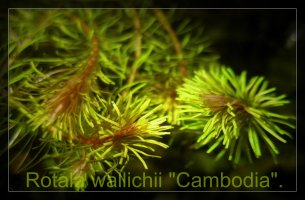 Rotala sp Cambodia green text 1.jpg