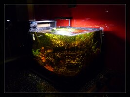 Dennerle Nano Scapers Tank..jpg 3.jpg