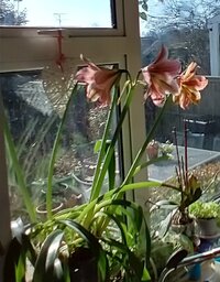 Hippeastrum_Feb2021.jpg