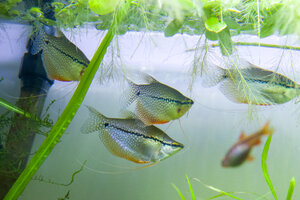 7683-06-Mar- Pearl Gourami.jpg