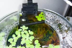 7231 - 08-December Amazon Frogbit_smaller.jpg