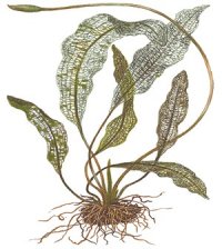 Aponogeton madagascariensis