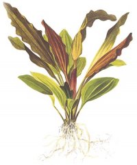 Echinodorus 'Rosé'