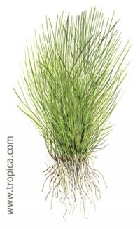 Eleocharis acicularis