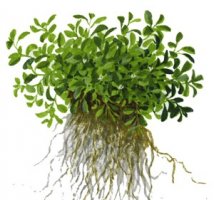 Glossostigma elatinoides