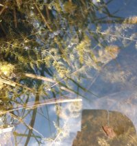 Utricularia_pond (2).jpeg