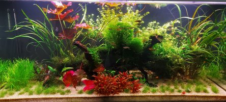 Planted Tank Gallery | UK Aquatic Plant Society