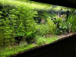 Planted Tank Gallery | UK Aquatic Plant Society