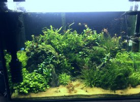 Pimp your fish tank: The wonders of competitive aquascaping