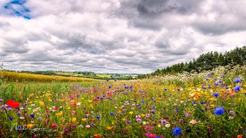 Wildflowers.jpg