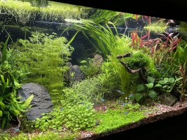 Cherry shrimp planted tank shops