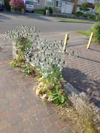 Eryngium_giganteum.jpeg