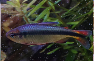 hyphessobrycon sp.png