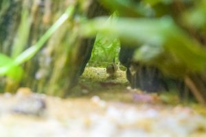 8864 - August-20 Panda Cory.jpg