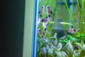 8865 - August-20 Panda Corys.jpg