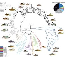 Corydoras_lineage.jpg