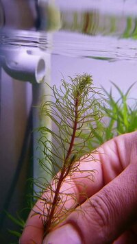 Rotala erni 2.jpg