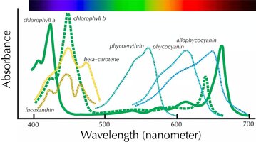 Pigment_spectra.jpg