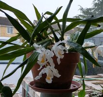 Coelogyne_cristata2022.jpg