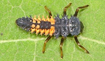 harlequin-larva-two-column.jpg.thumb.768.768.jpg