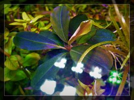 Bucephalandra Theia Dark.jpg