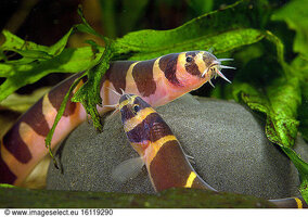 image-stock-half-banded-kuhli-loach--pangio-semicincta---half-banded-kuhli-loach----pair-in-aq...jpg