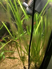 Vallisneria.JPG