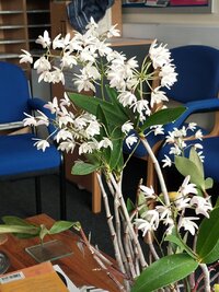 Dendrobium_delicatum1.jpg