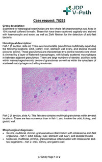 75263 Nannostomus histology report-1.jpg