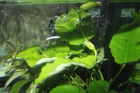 Anubias_zps10766857.jpg